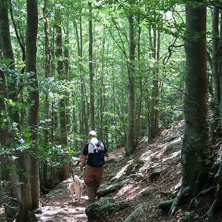 Casa Del Geco - La Natura Intorno A Te Camaiore